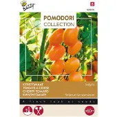 Buzzy Pomodori Groentezaad Kerstomaat (Lycopersicon Esculentum 'Dolly' F1)