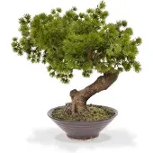 Maxifleur Kunstplanten Pinus Bonsai kunstplant in schaal 40cm