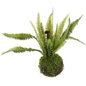 Coppens Monilophyta. groen |