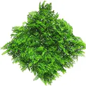 Nova Nature Fern mat (6 month UV-protected) green 50x50cm |