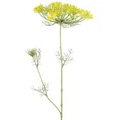 Coppens Heracleum sphondylium