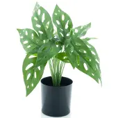 Coppens Monstera plant in pot green 30cm |