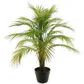 Coppens Areca palm in pot green 90cm |