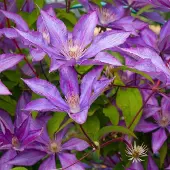 Hello Plants Clematis 'Bagatelle' - Bosrank 50-60 cm in pot