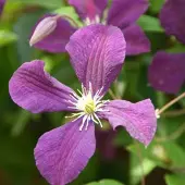 Hello Plants Clematis 'Etoile Violette' - Bosrank 50-60 cm in pot