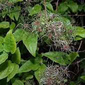 Hello Plants Clematis Vitalba - Bosrank 50-60 cm in pot