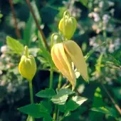 Hello Plants Clematis Tangutica - Bosrank 50-60 cm in pot