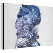 MuchoWow Wanddecoratie Metaal - Aluminium Schilderij Industrieel - Kaketoe - Blauw - Dieren - Natuur - 180x120 cm - Dibond - Foto op aluminium - Industriële muurdecoratie - Voor de woonkamer/slaapkamer