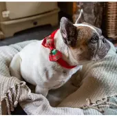 Talking Tables Strik voor hond -