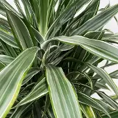 Green bubble Dracaena Warneckei vertakt - 150cm