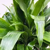 Green bubble Dracaena Deremensis Janet Lind vertakt - 150cm