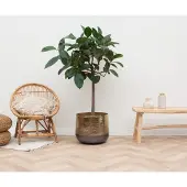 Green bubble Ficus Elastica Robusta op stam - 140cm
