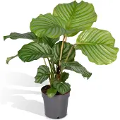 Hello Plants Calathea Orbifolia Pauwenplant - Ø 14 cm - Hoogte: 50 cm - Kamerplant
