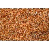 Wielink Panis rood 20 kg