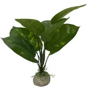 Aqua Della Anubias