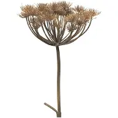 Coppens Kunsttak Heracleum