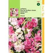 Hortitops 2 stuks - Hortitops - Lathyrus Latifolius Gemengd