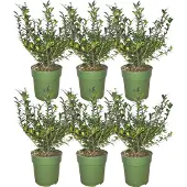 Frank GmbH | 1 strekkende meter hulsthaag | 6x Ilex crenata 'Jenny' Ø12 cm - 20 cm | winterharde haagplanten | Groenblijvende haag | Tuinplanten | Planten