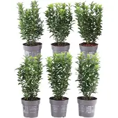 Plants by Frank | 1 strekkende meter Groene Kardinaalsmuts heg | 6x Euonymus japonicus 'Green Spire' Ø12 cm - 20 cm | winterharde haagplanten | Groenblijvende haag | Tuinplanten | Planten