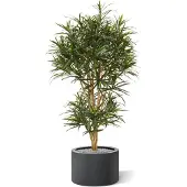 Maxifleur Kunstplanten Draceana Reflexa Anita kunstboom 160cm