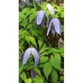 Up!Climbers Clematis Alpina - Bosrank 50-60 cm in pot