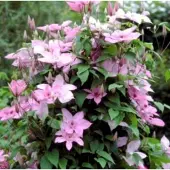 Up!Climbers 1 x Clematis 'Hagley Hybrid' - BOSRANK - 50-60 cm