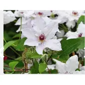 Up!Climbers 1 x Clematis 'Miss Bateman' - BOSRANK - 50-60 cm