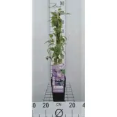 Up!Climbers 1 x Clematis viticella 'Justa' - Bosrank - 50-60 cm
