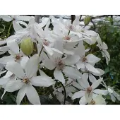 Up!Climbers Clematis Armandii 60 - 70 cm - Potmaat 15 cm