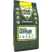 Yourdog Braque saint germain volwassen