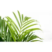Green bubble Dypsis Lutescens (Areca palm) - 70cm