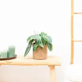 Green bubble Peperomia Sarcophylla - 30cm