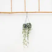 Green bubble Hangplant Ceropegia Linearis 'Woodii' - 45cm