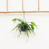 Green bubble Hangplant Epiphyllum Anguliger - 35cm