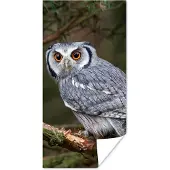 PosterMonkey Poster Uil - Vogel - Takken - Natuur - 80x160 cm