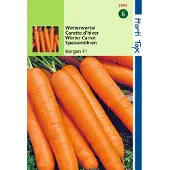 Hortitops 2 stuks HT Wortelen Bergen F1