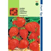 Hortitops 2 stuks - Hortitops - Aardbeien Sarian F1