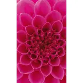 Dimex Fotobehang - Pink Dahlia 150x250cm - Vliesbehang