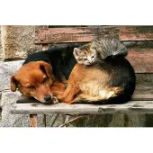 Dimex Fotobehang - Cat and Dog 375x250cm - Vliesbehang