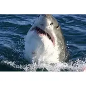 Dimex Fotobehang - Shark 375x250cm - Vliesbehang