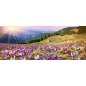 Blokker Dimex Crocuses At Spring Vlies Fotobehang 375x150cm 2-delen