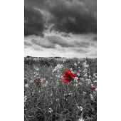 Dimex Fotobehang - Poppies Black 150x250cm - Vliesbehang