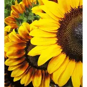Dimex Fotobehang - Sunflowers 225x250cm - Vliesbehang