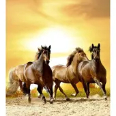 Dimex Fotobehang - Horses in Sunset 225x250cm - Vliesbehang