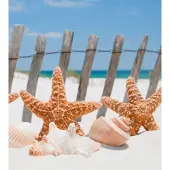 Dimex Fotobehang - Starfish 225x250cm - Vliesbehang