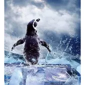 Dimex Fotobehang - Penguin 225x250cm - Vliesbehang