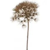 Huismerk Kunstbloem Heracleum Bruin - 80 cm