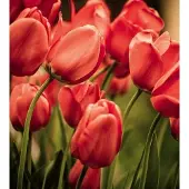 Dimex Fotobehang - Red Tulips 225x250cm - Vliesbehang
