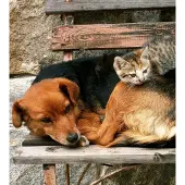 Dimex Fotobehang - Cat and Dog 225x250cm - Vliesbehang