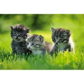 Dimex Fotobehang - Kittens 375x250cm - Vliesbehang